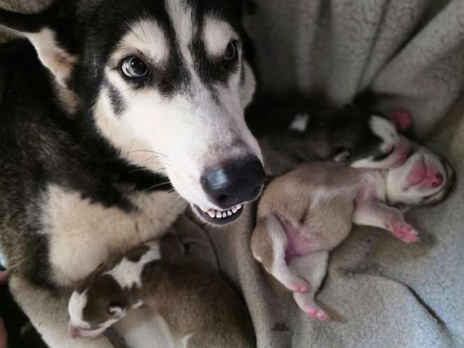 Cachorros husky