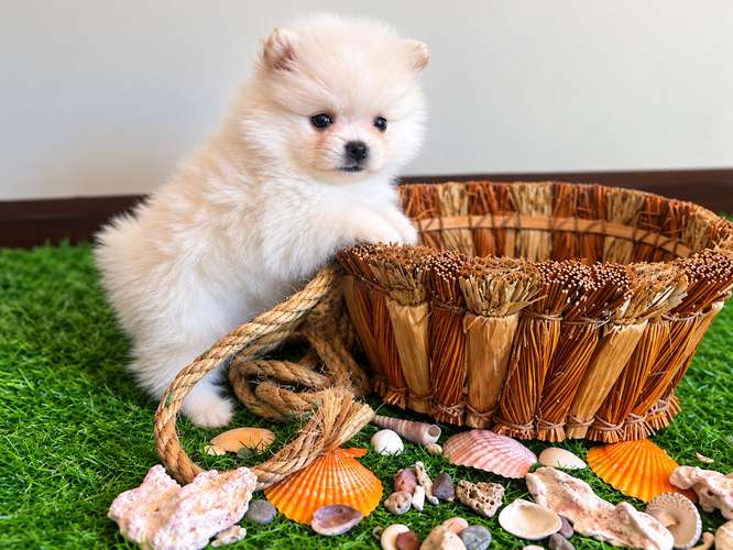 Hembra Pomeranian 