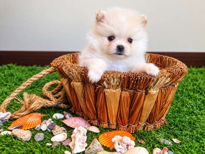Hembra Pomeranian 