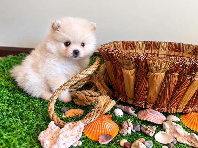 Hembra Pomeranian 