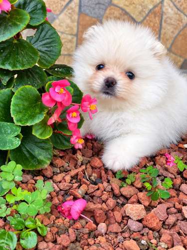 Hembra Pomeranian miniatura 