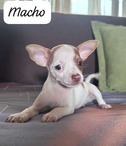Venta 