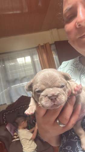 Bulldog francés 