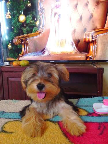 Hembra Yorkie 