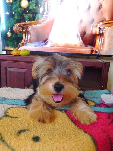 Hembra Yorkie 