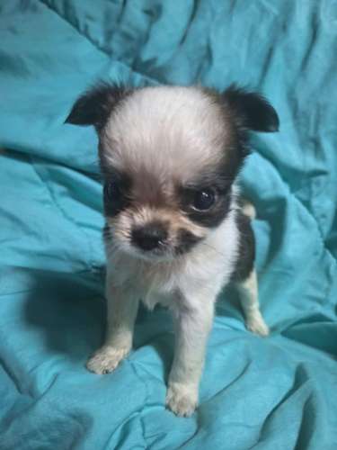 Chihuahua macho pelo largo 