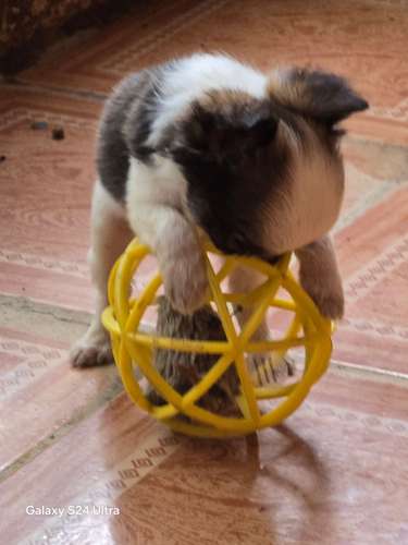 Chihuahua macho pelo largo 