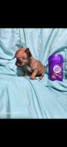 Chihuahua macho mini