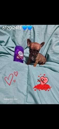 Chihuahua macho mini