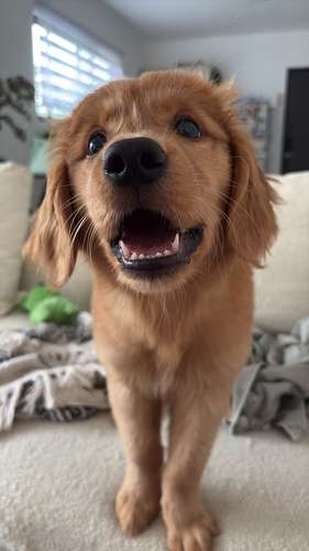 Se vende Golden Retriever Hembra