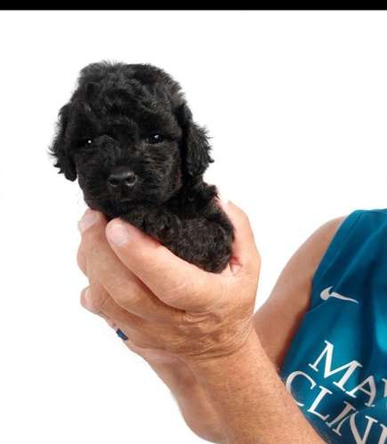 French poodle tacita hembra 