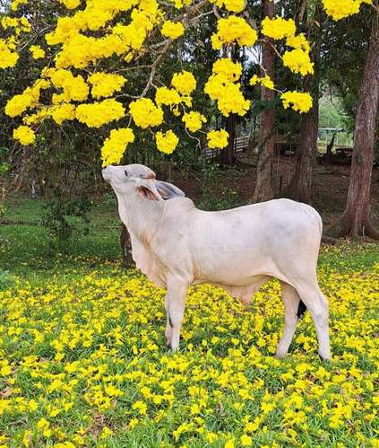 Finca con gran potencial en Liberia, Guanacaste