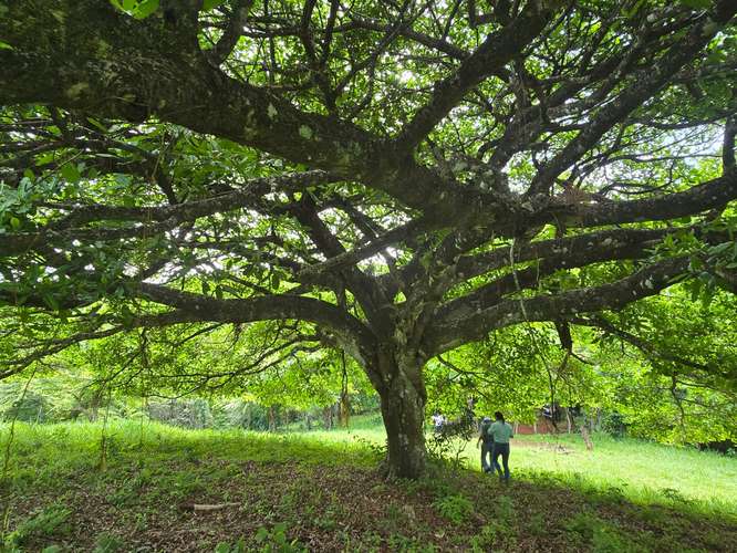 Terreno en ZONA AZUL Nicoya, Guanacaste | Naturaleza, vistas al mar  - Imagen 4
