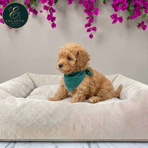 Cachorro FRENCH POODLE APRICOT MINIATURA disponible