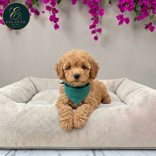 Cachorro FRENCH POODLE APRICOT MINIATURA disponible