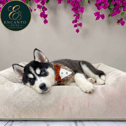 Cachorro HUSKY SIBERIANO disponible - Imagen 9