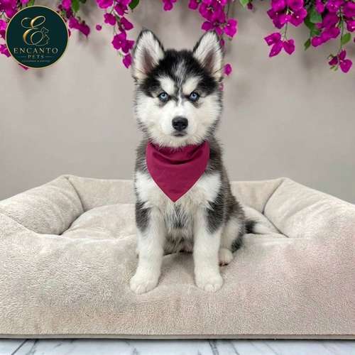 Cachorro HUSKY SIBERIANO disponible - Imagen 3