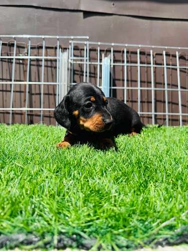 Cachorros Dachshund 