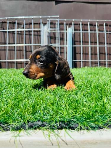 Cachorros Dachshund 