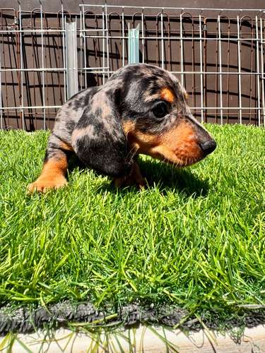 Cachorros Dachshund 