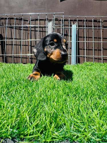 Cachorros Dachshund 