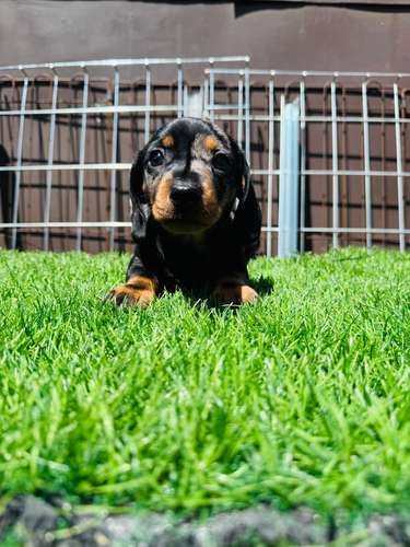Cachorros Dachshund 