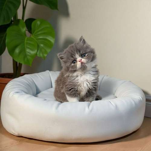 Gatito PERSA disponible