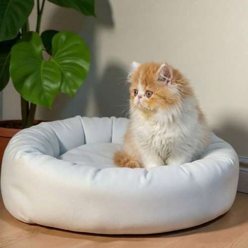 Gatito PERSA disponible