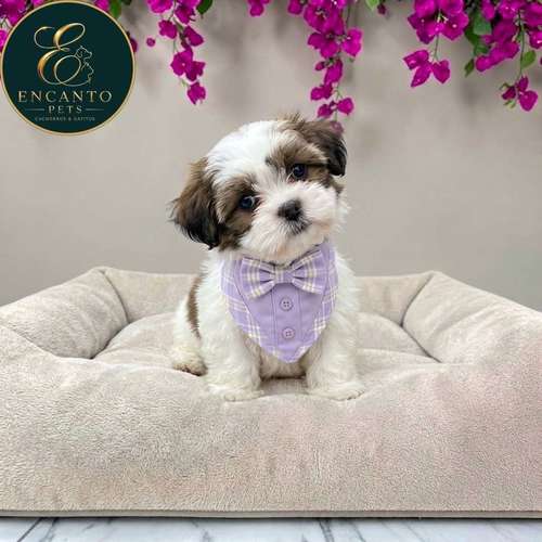 Cachorro Pequinés Maltés / Pekingese Maltese Mix disponible - Imagen 6