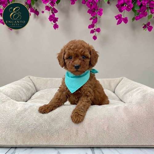 Cachorro FRENCH POODLE RED MINIATURA disponible