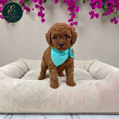 Cachorro FRENCH POODLE RED MINIATURA disponible