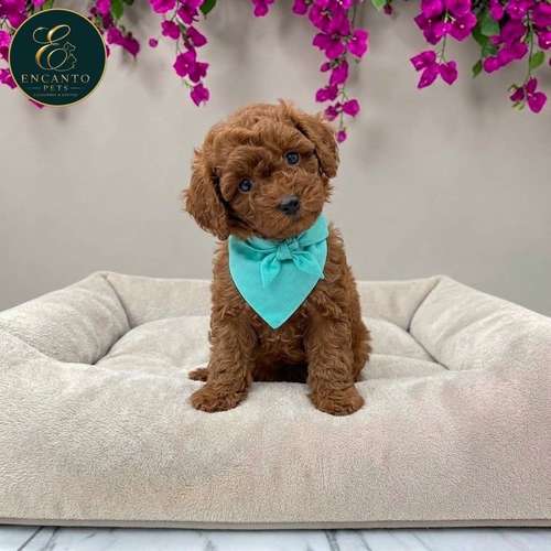 Cachorro FRENCH POODLE RED MINIATURA disponible