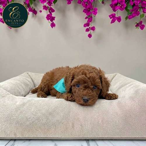 Cachorro FRENCH POODLE RED MINIATURA disponible