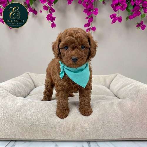 Cachorro FRENCH POODLE RED MINIATURA disponible