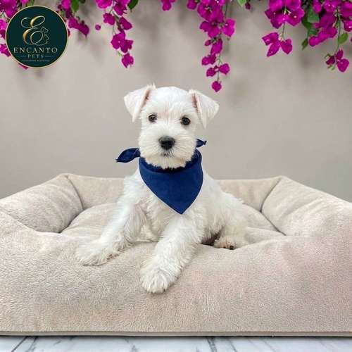 Cachorro Schnauzer Blanco y Black Silver / Miniature Schnauzer White and Black Silver disponible - Imagen 5