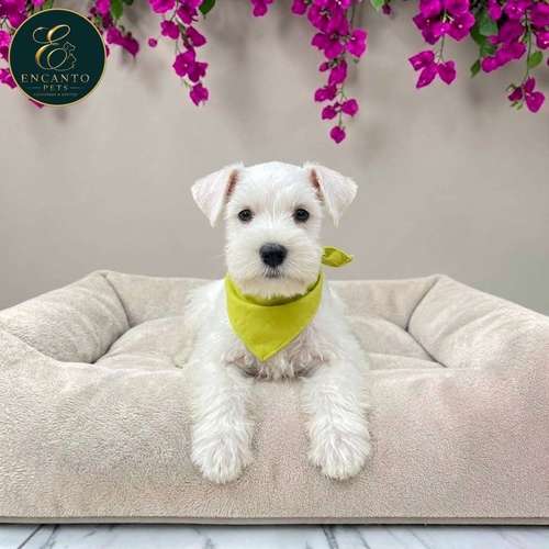 Cachorro Schnauzer Blanco y Black Silver / Miniature Schnauzer White and Black Silver disponible - Imagen 6