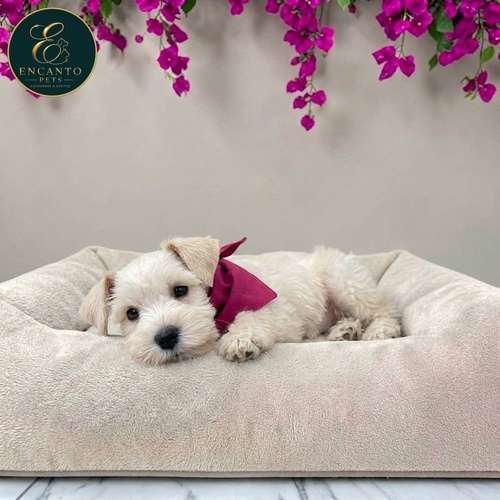 Cachorro Schnauzer Blanco y Black Silver / Miniature Schnauzer White and Black Silver disponible - Imagen 2