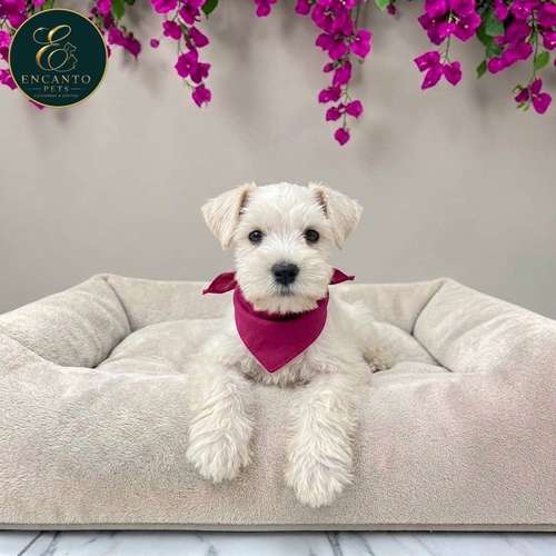 Cachorro Schnauzer Blanco y Black Silver / Miniature Schnauzer White and Black Silver disponible - Imagen 4