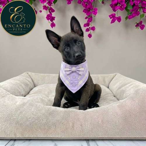 Cachorro PASTOR BELGA MALINOIS disponible