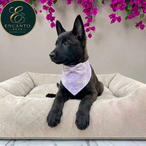Cachorro PASTOR BELGA MALINOIS disponible - Imagen 9