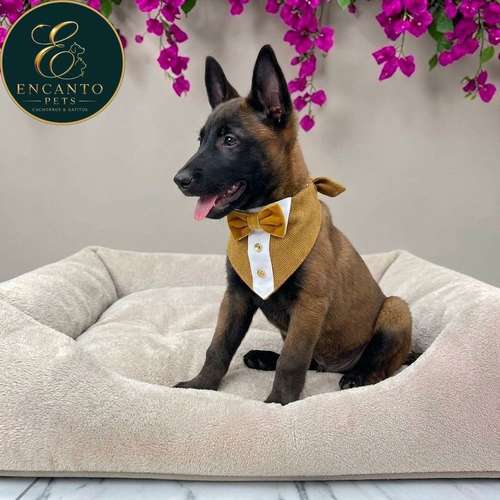 Cachorro PASTOR BELGA MALINOIS disponible - Imagen 8
