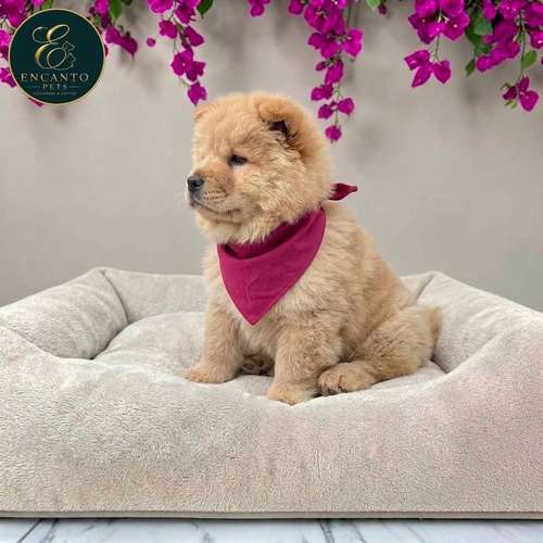 Cachorro CHOW CHOW TRADICIONAL disponible - Imagen 8