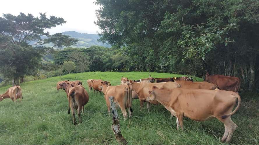 PRECIO Y LUGAR DE OPORTUNIDAD,FINCA EN TILARÁN, GUANACASTE,18 HECTÁREAS  - Imagen 20