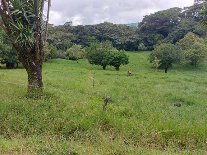 PRECIO Y LUGAR DE OPORTUNIDAD,FINCA EN TILARÁN, GUANACASTE,18 HECTÁREAS  - Imagen 15