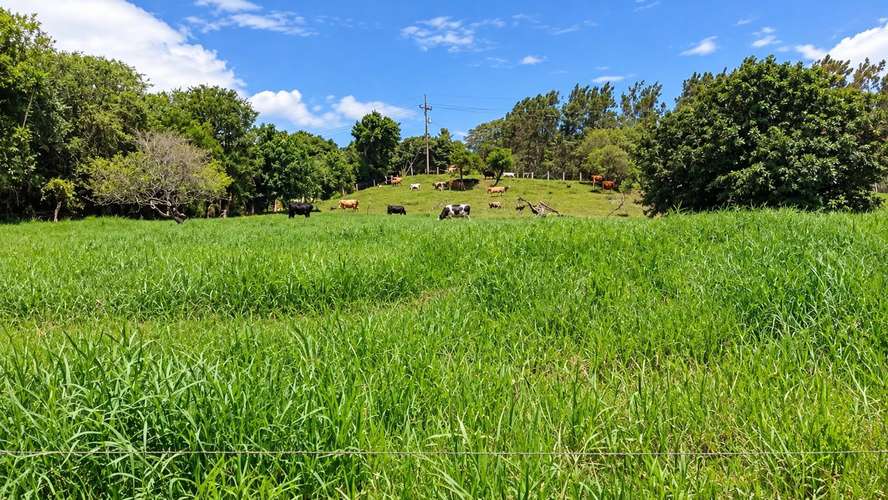 PRECIO Y LUGAR DE OPORTUNIDAD,FINCA EN TILARÁN, GUANACASTE,18 HECTÁREAS  - Imagen 12