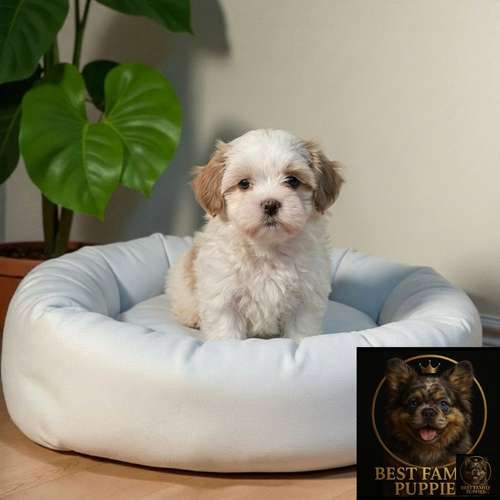 Cachorro Pequinés Maltés / Pekingese Maltese Mix disponible - Imagen 9