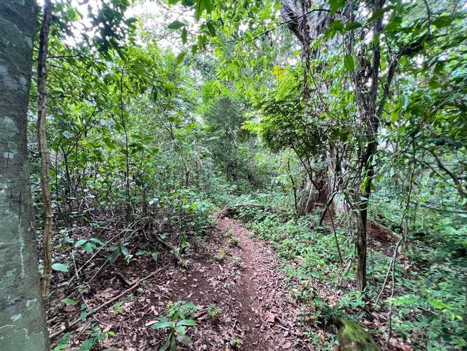Venta de lote en La Guácima - Alajuela de 7,065 m². ¡Un paraíso! Aprovechable y con bosque propio. - Imagen 14
