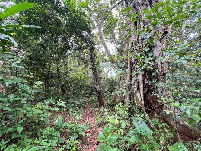Venta de lote en La Guácima - Alajuela de 7,065 m². ¡Un paraíso! Aprovechable y con bosque propio. - Imagen 13