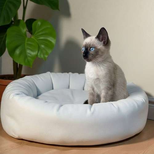 Gatito SIAMES disponible - Imagen 3