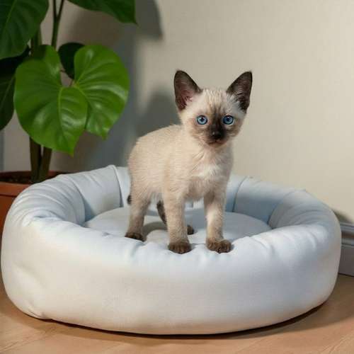 Gatito SIAMES disponible - Imagen 8